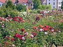 105 Jahre Europa-Rosarium (Foto: Klaus Henze, Artern)