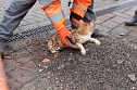Katzenrettung (Foto: Feuerwehr Heiligenstadt) Katzenrettung (Foto: Feuerwehr Heiligenstadt)