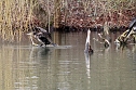 Kormorane in Nordhausen im Stadtpark  (Foto: Eva Maria Wiegand)
