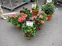 Blumen und mehr (Foto: P. Blei)