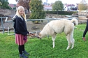 Unterwegs mit den Unstrut Lamas aus Herbsleben (Foto: Eva Maria Wiegand) Unterwegs mit den Unstrut Lamas aus Herbsleben (Foto: Eva Maria Wiegand)
