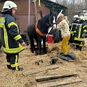 Das Pferd war in eine fr&uuml;here, jetzt leere, G&uuml;llegrube gerutscht. (Foto: Fotos: Feuerwehr Trebra/Silvio Dietzel)