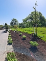 Neue Pflanzen ziehen auf dem Gel&auml;nde der Landesgartenschau ein. (Foto: Ren&eacute; Wei&szlig;bach)