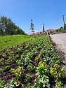 Neue Pflanzen ziehen auf dem Gel&auml;nde der Landesgartenschau ein. (Foto: Ren&eacute; Wei&szlig;bach)
