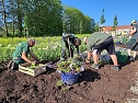 Neue Pflanzen ziehen auf dem Gel&auml;nde der Landesgartenschau ein. (Foto: Ren&eacute; Wei&szlig;bach)