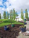 Vorbereitungen f&uuml;r den Sommerflor auf der Landesgartenschau (Foto: Stadt Leinefelde-Worbis)