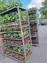 Vorbereitungen f&uuml;r den Sommerflor auf der Landesgartenschau (Foto: Stadt Leinefelde-Worbis)
