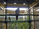 Vogelausstellung in Sondershausen (Foto: Karl-Heinz Herrmann)