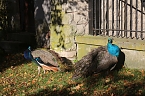 Goldener Herbst im B&auml;renpark Worbis (Foto: Angelo Glashagel)