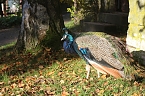 Goldener Herbst im B&auml;renpark Worbis (Foto: Angelo Glashagel)