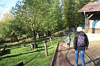 Goldener Herbst im B&auml;renpark Worbis (Foto: Angelo Glashagel)