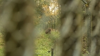 Goldener Herbst im B&auml;renpark Worbis (Foto: Angelo Glashagel)