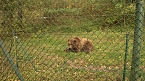Goldener Herbst im B&auml;renpark Worbis (Foto: Angelo Glashagel)