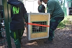 Neuank&ouml;mmling im B&auml;renpark (Foto: B&auml;renpark Worbis)