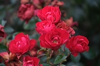 Saisonabschluss im Rosarium (Foto: P.Blei)