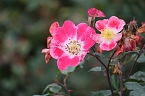 Saisonabschluss im Rosarium (Foto: P.Blei)