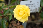 Saisonabschluss im Rosarium (Foto: P.Blei)