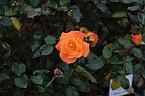 Saisonabschluss im Rosarium (Foto: P.Blei)