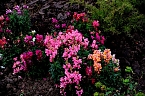 Saisonabschluss im Rosarium (Foto: P.Blei)