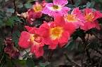 Saisonabschluss im Rosarium (Foto: P.Blei)