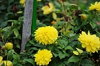 Saisonabschluss im Rosarium (Foto: P.Blei)