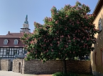 Impressionen aus der Rosenstadt Bad Langensalza (Foto: Eva Maria Wiegand)