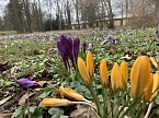 Ein Besuch in der Rosenstadt Bad Langensalza lohnt sich (Foto: Eva Maria Wiegand)