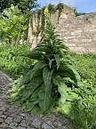 Impressionen aus der Rosenstadt Bad Langensalza (Foto: Eva Maria Wiegand)