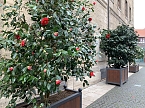 Impressionen aus der Rosenstadt Bad Langensalza (Foto: Eva Maria Wiegand)