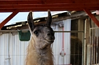 Unstrut-Lamas in Herbsleben (Foto: Eva Maria Wiegand)