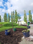 Vorbereitungen f&uuml;r den Sommerflor auf der Landesgartenschau (Foto: Stadt Leinefelde-Worbis)