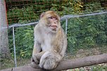 Affenwald Erlebnispark Straußberg (Foto: Sven Gämkow) Affenwald Erlebnispark Straußberg (Foto: Sven Gämkow)