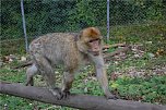 Affenwald Erlebnispark Straußberg (Foto: Sven Gämkow) Affenwald Erlebnispark Straußberg (Foto: Sven Gämkow)