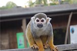 Affenwald Erlebnispark Straußberg (Foto: Sven Gämkow) Affenwald Erlebnispark Straußberg (Foto: Sven Gämkow)