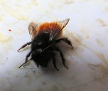 Besuch eines Fr&uuml;hlingsboten: Steinhummel (Foto: Peter Blei)