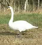 Schwanenrettung (Foto: API)