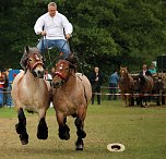 Pferde, Pferde und nochmals Pferde (Foto: Berti Voigt)
