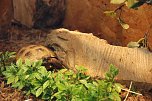 Welt der Reptilien in der Wiedingsburghalle (Foto: nnz-City Scout: Sven G&auml;mkow)