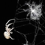 Spinnen im Mondschein am Goitzsche See (Foto: Peter Blei)