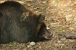 Heute im B&auml;renpark (Foto: Ilka K&uuml;hn)