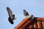 Tauben auf dem Dach (Foto: Eva Maria Wiegand)