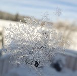 Eisblumen (Foto: Susanne Friedemann)