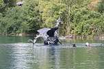 Drachen-Alarm am Sundhäuser Kiesteich (Foto: S.Dietzel) Drachen-Alarm am Sundhäuser Kiesteich (Foto: S.Dietzel)