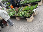Blumen und mehr (Foto: P. Blei)