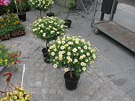 Blumen und mehr (Foto: P. Blei)