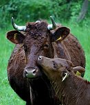 Kuh mit Kalb auf der Weide (2) (Foto: S. Boikat)