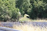 Unfall mit tödlichem Ausgang (Foto: S.Dietzel) Unfall mit tödlichem Ausgang (Foto: S.Dietzel)