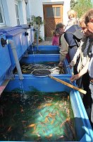Bild: Fischfest in Auleben