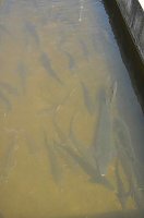 Bild: Fischfest in Auleben