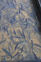 Bild: Fischfest in Auleben
